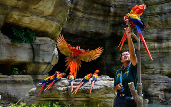 Bird Paradise
